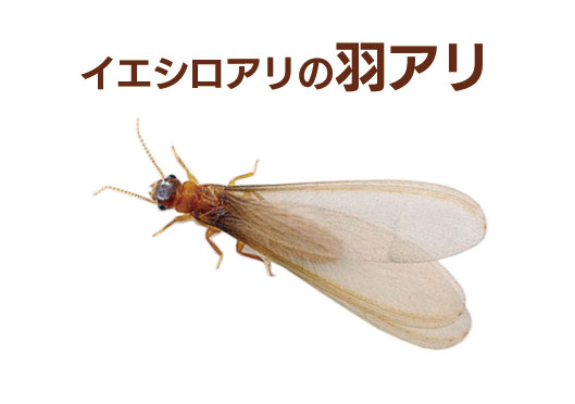 羽アリ警報発令中 イエシロアリ編 シロアリ予防 駆除 株 三和技研 長崎県のシロアリ 白蟻 白あり 駆除 害獣駆除