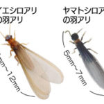 イエシロアリとヤマトシロアリの羽アリ写真