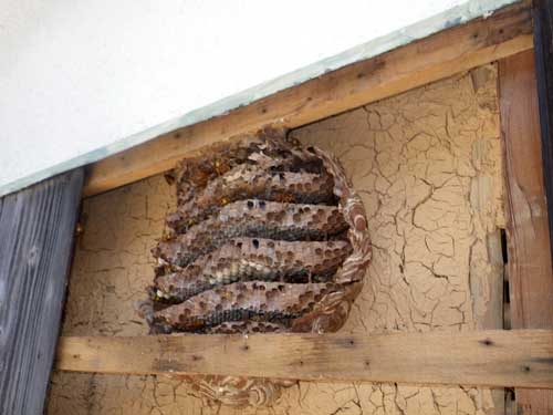 壁の中にも蜂の巣を作ります
