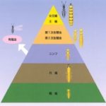 シロアリの階級ピラミッド