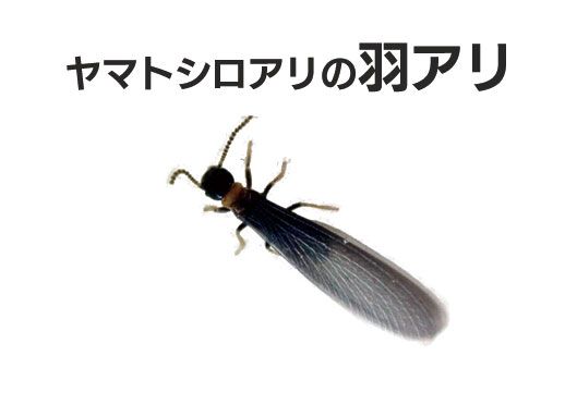 羽アリ警報発令中 ヤマトシロアリ編 シロアリ予防 駆除 株 三和技研 長崎県のシロアリ 白蟻 白あり 駆除 害獣駆除