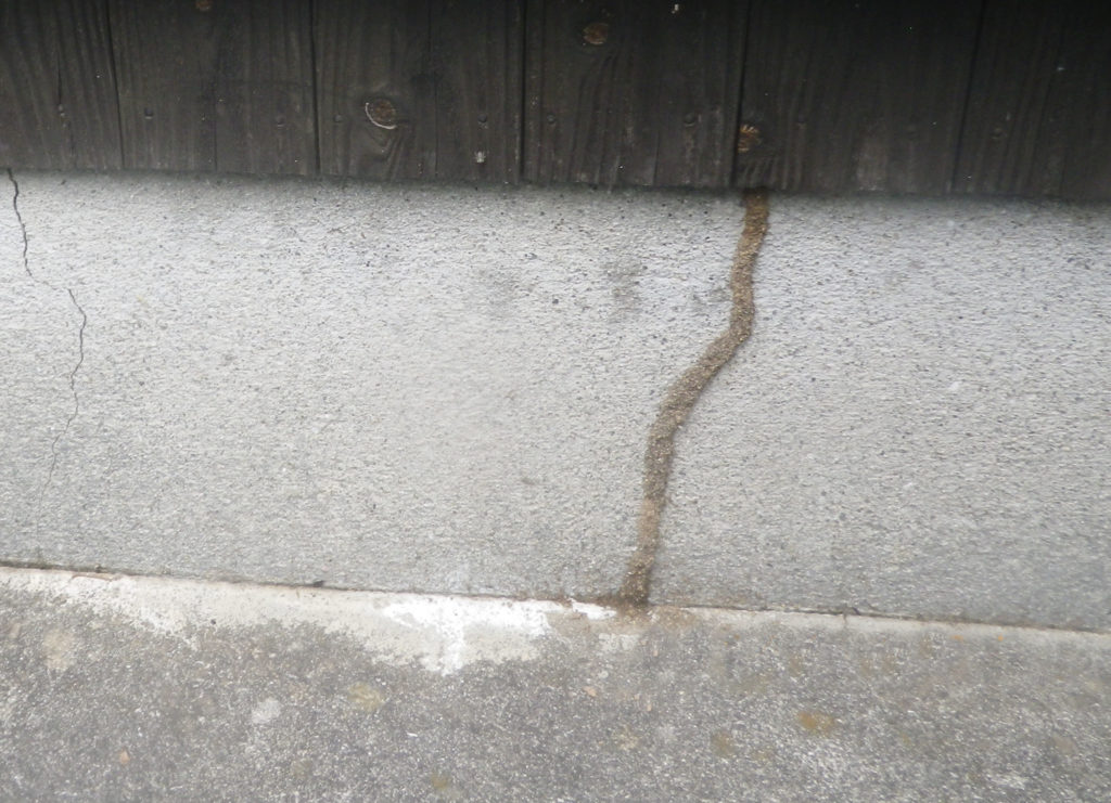 コンクリートの蟻道写真