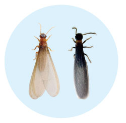 代表的な2種類の羽アリ