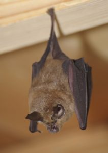 アブラコウモリ