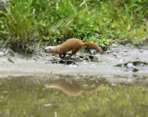 イタチ駆除 対策 害獣駆除 対策 株 三和技研 長崎県のシロアリ 白蟻 白あり 駆除 害獣駆除
