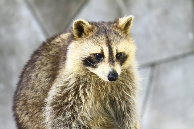 アライグマの写真