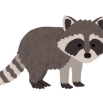 アライグマイラスト