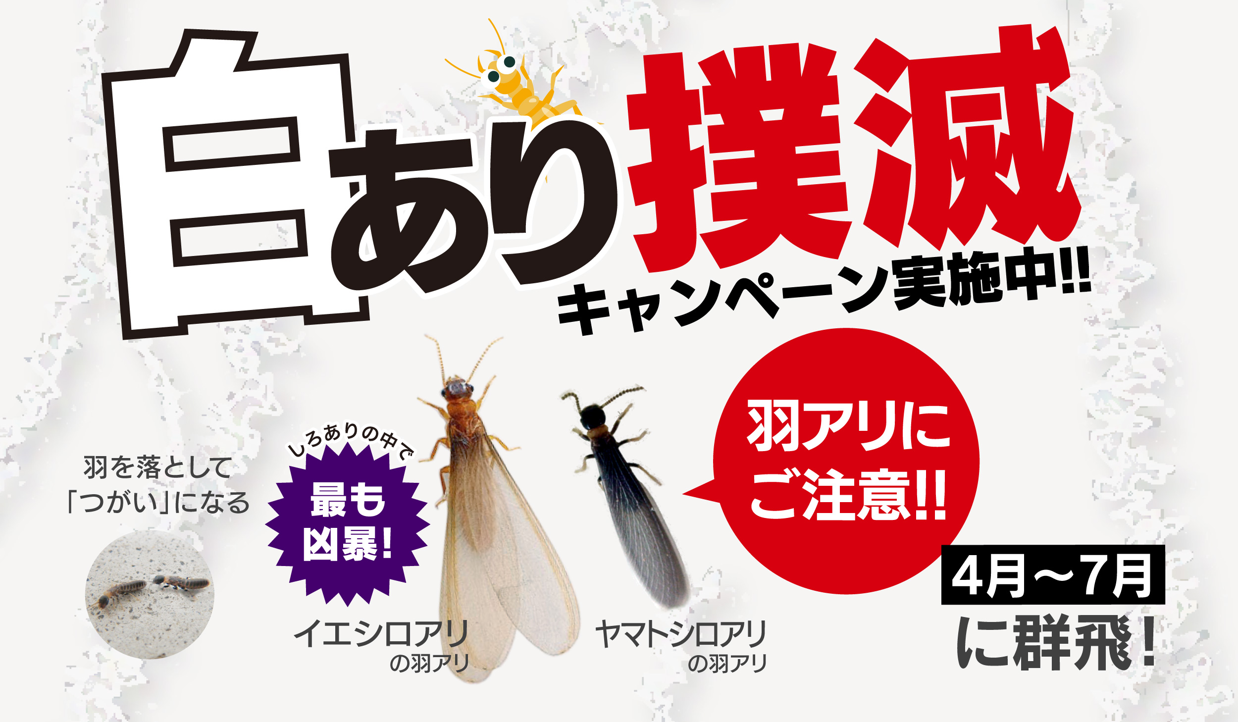 羽アリ警報発令中 ヤマトシロアリ編 シロアリ予防 駆除 株 三和技研 長崎県のシロアリ 白蟻 白あり 駆除 害獣駆除