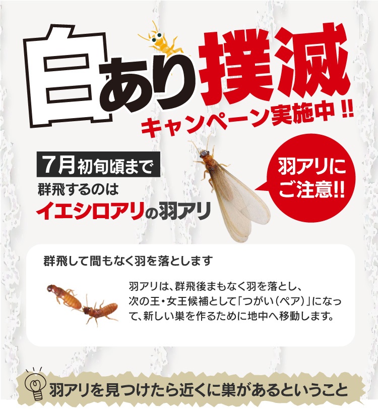 2025シロアリ撲滅キャンペーン